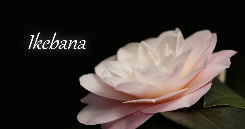 Ikebana – RobStar Week 2021