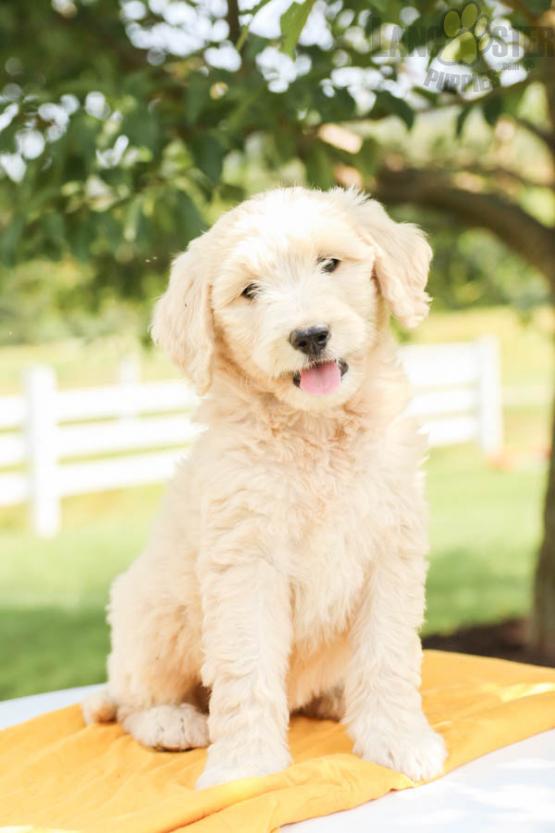 The first picture of Sadie I saw