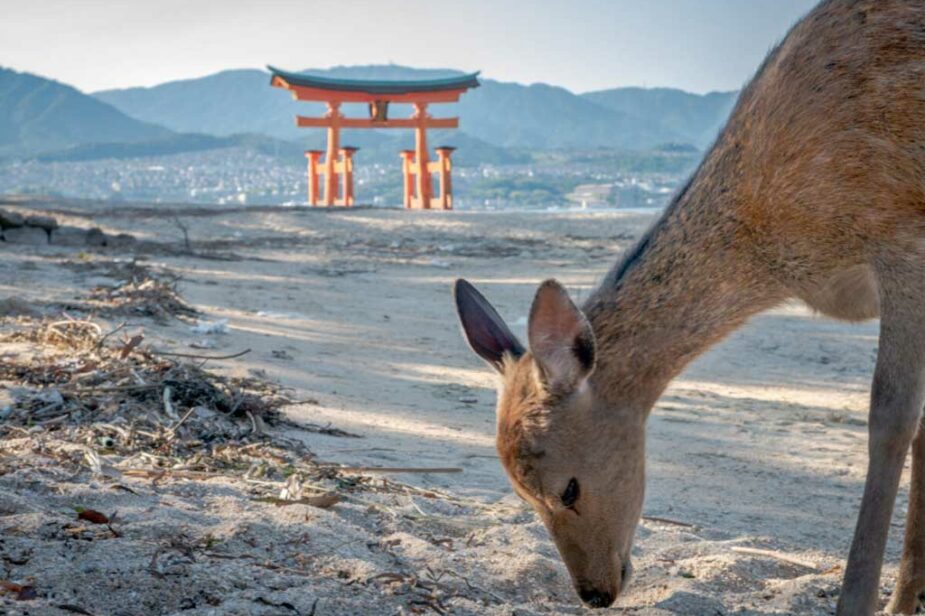 SkywingKnights-Miyajima-Deer-small