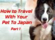 Should You Travel With Your Pet To Japan?