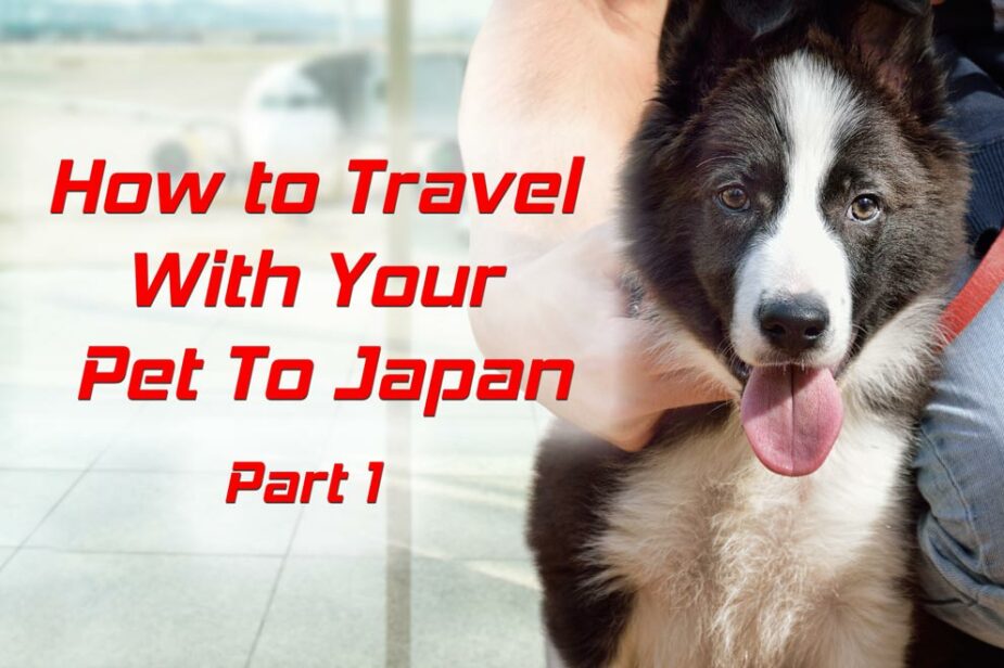 Should You Travel With Your Pet To Japan?
