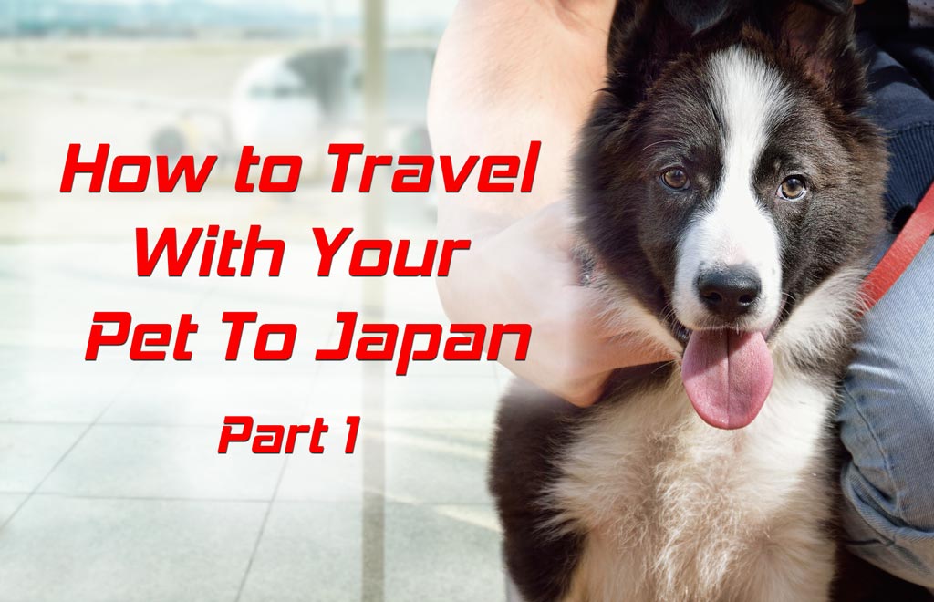 Should You Travel With Your Pet To Japan?